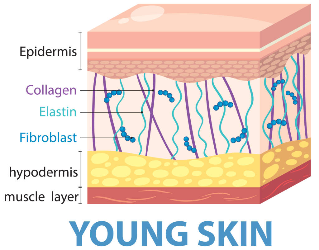 How facial ageing affects collagen and skin structure
