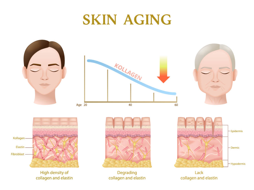 How does collagen decrease